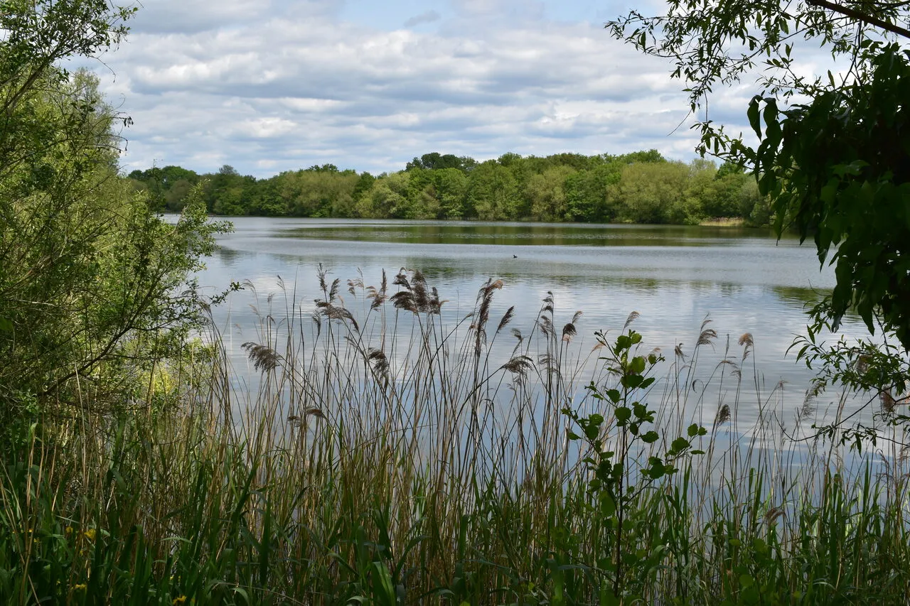 White Swan Lake at Dinton Pastures, 350 acres of lakes and meadow ten minutes from Wokingham town