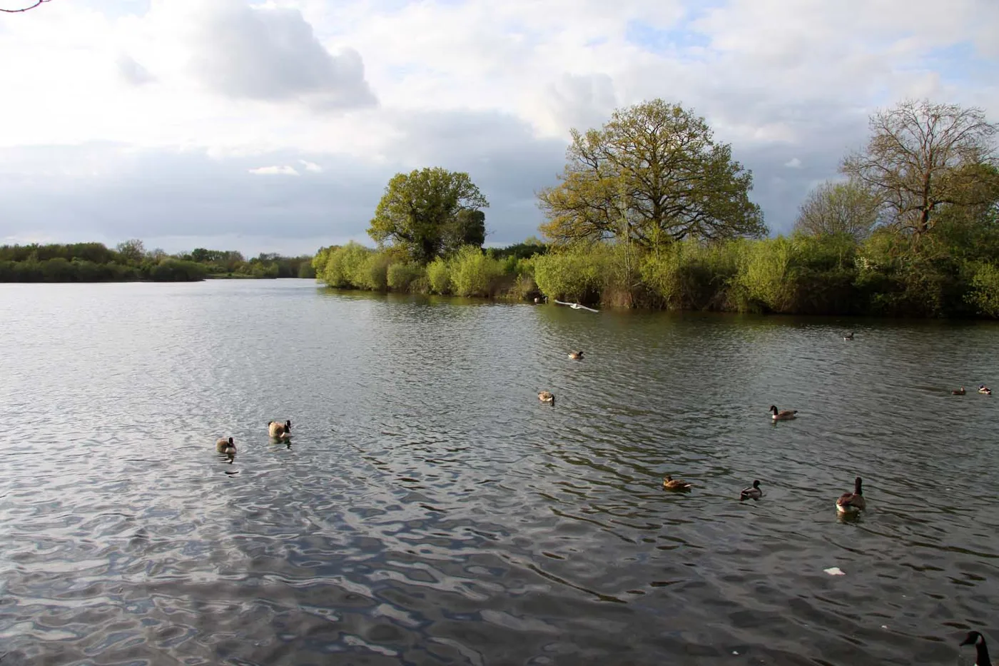 Black Swan Lake at Dinton Pastures. Dinton After Dark follows a lakeside trail here after sunset on 31 October